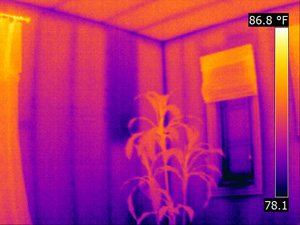 IR Image plant